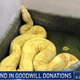Illustration for article titled Escaped Boa Constrictor Slithers Its Way Into Goodwill Donations